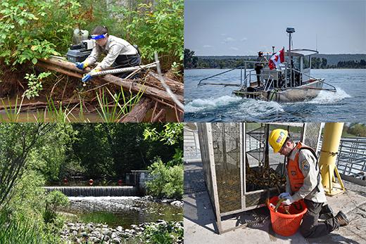 A collage of four photos. The top left photo shows a woman in a stream measuring the flow rate of a lampricide applied to the stream; the setting is a thick forest. The top right photo shows a boat with irrigation-like sprayer arms extended to the sides applying a lampricide to the water. The bottom left photo shows a short barrier on a stream which blocks migrating sea lampreys. The bottom right photo shows a large, cube-shaped trap (about 4-feet in all dimensions) with an open door. A man kneels in front of the trap and removes a handful of adult sea lampreys from a writhing mass of hundreds more inside the trap.